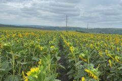 Гибрид  ТАЛМАЗ экспресс (20)