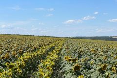 Гибрид Зимбру экспресс (13)