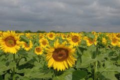 Гибрид ТАЛМАЗ экспресс производственные посевы