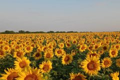 Гибрид ТАЛМАЗ экспресс производственные посевы