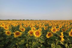 Гибрид ТАЛМАЗ экспресс производственные посевы